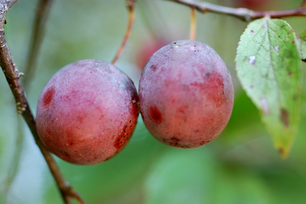 {Prunus americana}
